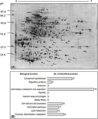 Exploring the Potential Role of Moonlighting Function of the Surface-Associated Proteins From Mycobacterium bovis <mark class="highlighted">BCG Moreau</mark> and Pasteur by Comparative Proteomic